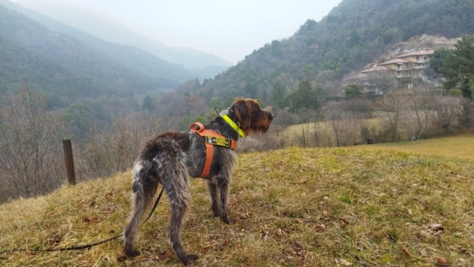 Esche avvelenate a Tremosine: al via la bonifica