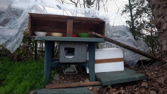 Rubate le cucce dei mici della colonia felina: parte la catena solidale