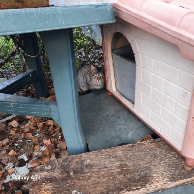 Sparite la cucce dei mici alla colonia della Fascia d’Oro