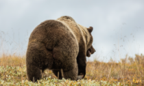 Orso avvistato in Val Trompia, spaventato si è dato alla fuga