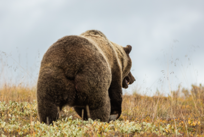 Avvistato un orso sul monte Pizzocolo