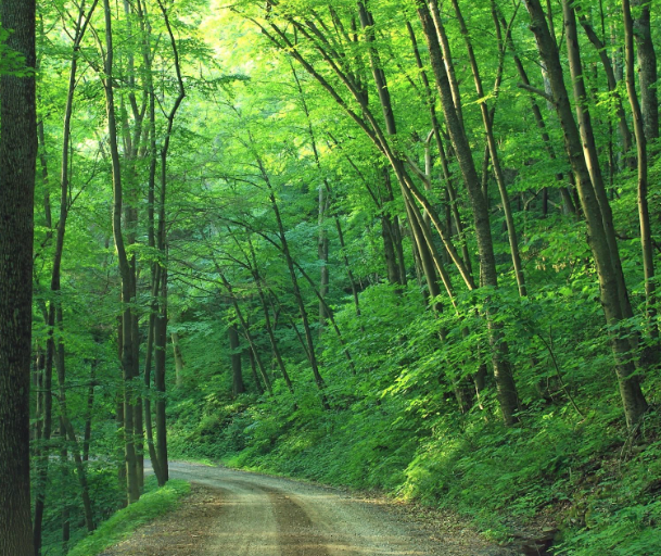 Coldiretti Brescia: “Oltre 171mila ettari coperti da boschi”
