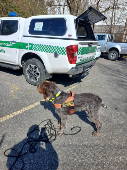 Avvelenamento animali selvatici e domestici: quattro gli interventi da parte della Polizia Provinciale e dell’Unità Cinofila