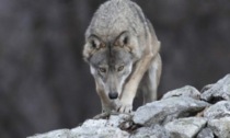 Orsi e lupi: a quanto ammontano i danni nel Bresciano