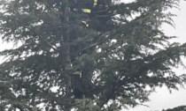 Si arrampica sull'albero ma resta bloccato: gatto salvato dai pompieri