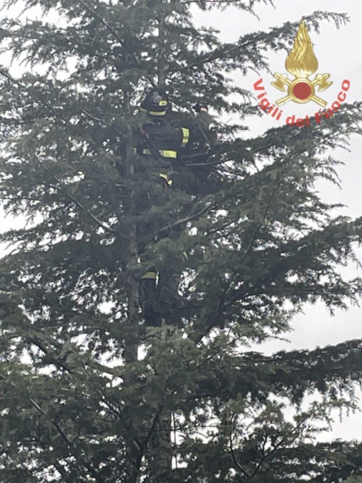 Si arrampica sull’albero ma resta bloccato: gatto salvato dai pompieri