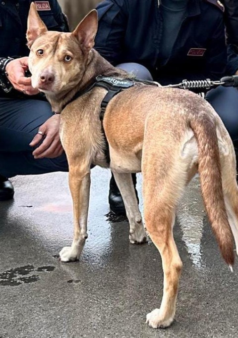 Laica: cane maltrattato dal padrone, salvato dalla Polizia di Stato