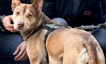 Laica: cane maltrattato dal padrone, salvato dalla Polizia di Stato