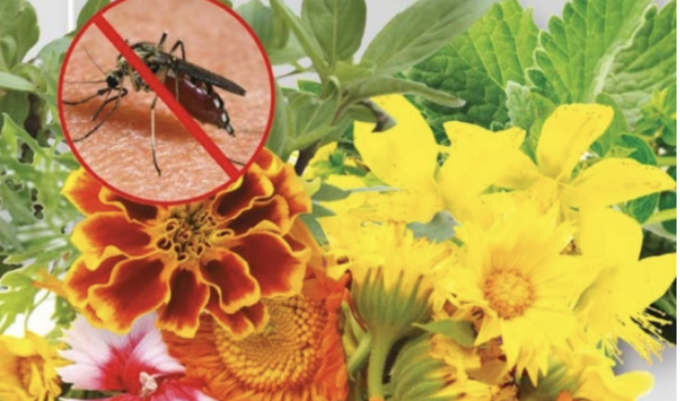 In edicola con ManerbioWeek, ChiariWeek, MontichiariWeek e GardaWeek fiori antizanzare