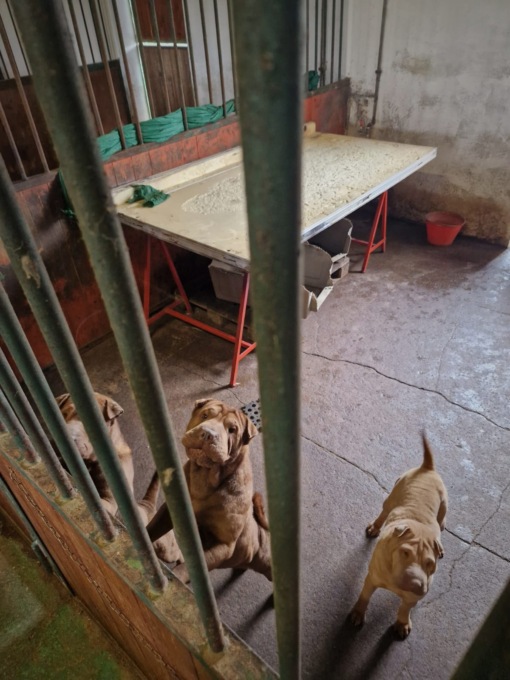 Allevamento abusivo di Shar-pei scoperto a Roccafranca: cinque denunce