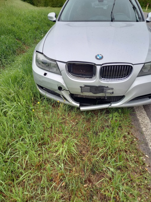 Cinghiale attraversa improvvisamente la strada e viene colpito da un’auto in transito