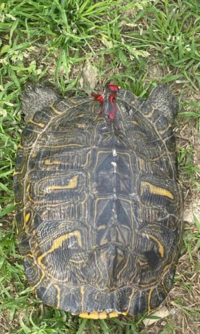 Tartaruga gravemente ferita viene salvata lungo la A21