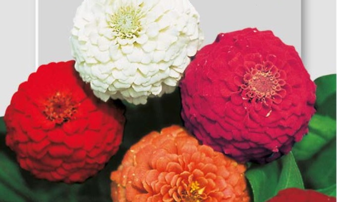 In edicola con ManerbioWeek, ChiariWeek, MontichiariWeek e GardaWeek coloratissime zinnie nane pompon