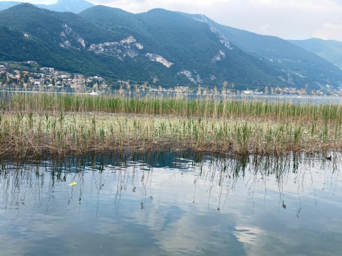 Una nuova “isola” di plastica è sorta al centro dei canneti