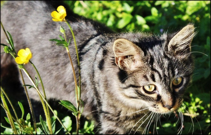 Gattina uccisa a bastonate: scatta la denuncia e una taglia da mille euro