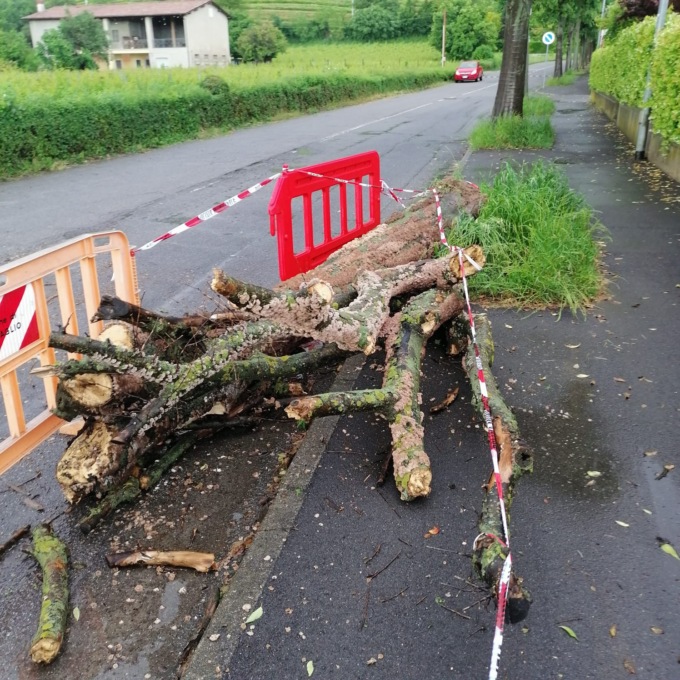 Maltempo: pianta crolla in mezzo alla strada a Coccaglio