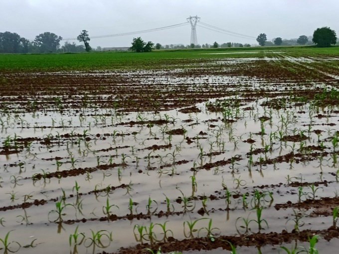 Nubifragi e grandinate mettono a dura prova le colture, nel Bresciano a rischio il mais