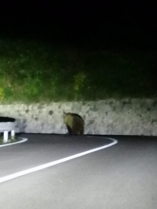 Orso  a Tremosine, l’avvistamento tra Vesio e Voltino