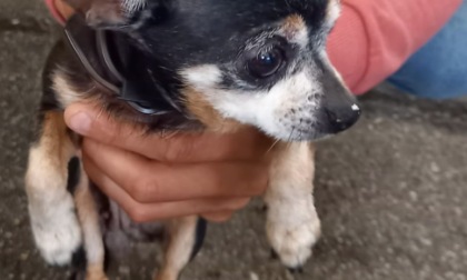 Cane abbandonato in Chiesa senza acqua e senza cibo, interviene la Polizia Locale