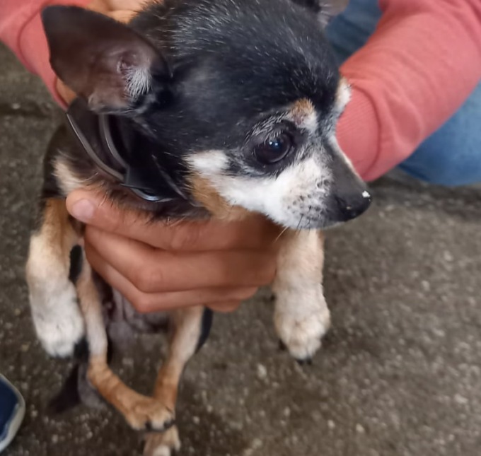 Cane abbandonato in Chiesa senza acqua e senza cibo, interviene la Polizia Locale
