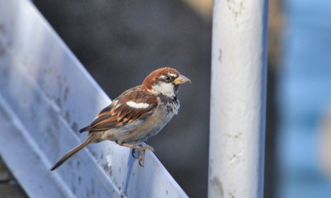Uccellino decapitato e ucciso con un morso al parco, denunciato 35enne residente a Brescia