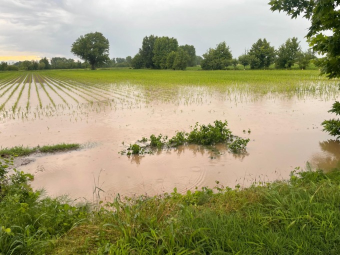 Raccolti a rischio, Confagricoltura Brescia alla Regione: “Servono procedure emergenziali”
