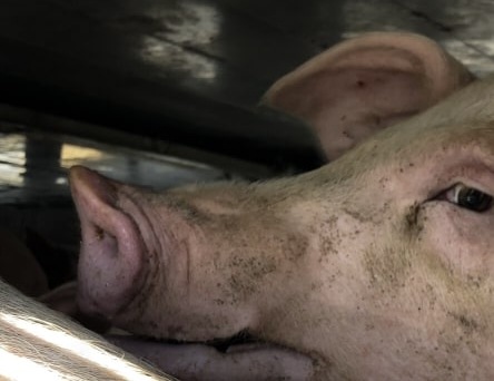 Bestiame in viaggio sotto il sole a 48 gradi, anche nel Bresciano: la denuncia