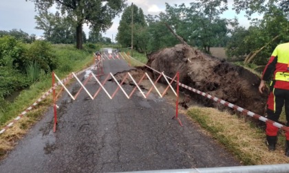 Maltempo: caduto un albero in via Rossa, transennata l'intera area