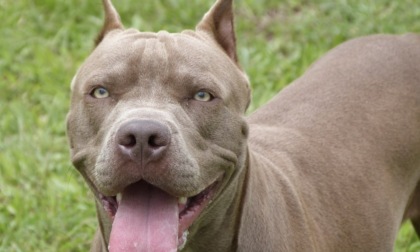 Infastidito dai controlli della Locale, aizza il cane contro i passanti