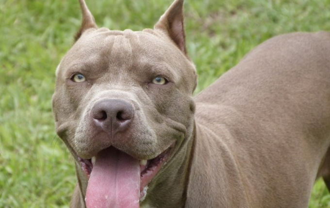 Infastidito dai controlli della Locale, aizza il cane contro i passanti