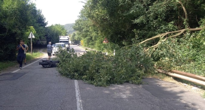 Cade una pianta a Roé Volciano, ferita una donna a bordo del ciclomotore