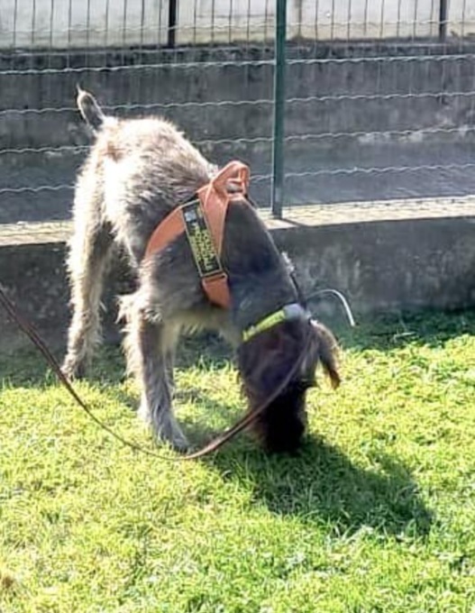 Sole, il cane della Polizia Provinciale di Brescia non va in vacanza