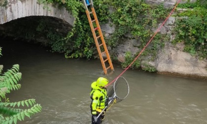 Gatto scivola nel canale, salvato dai Vigili del Fuoco