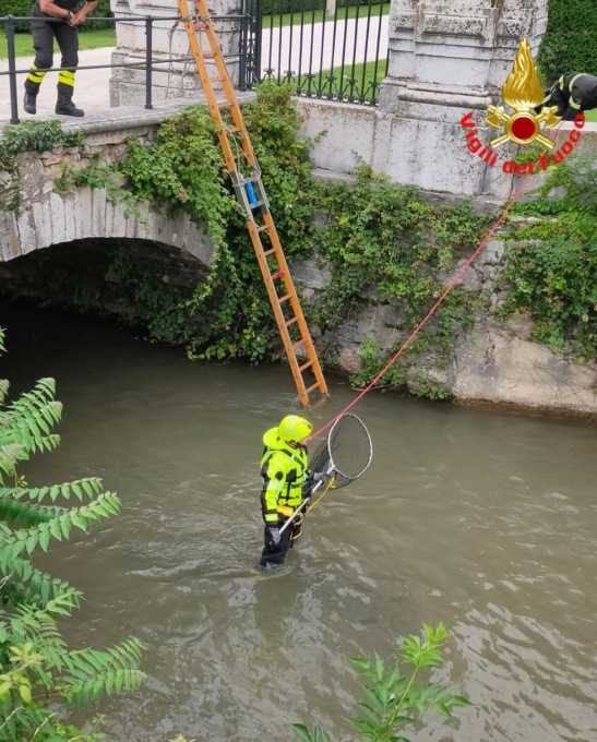 Gatto scivola nel canale, salvato dai Vigili del Fuoco