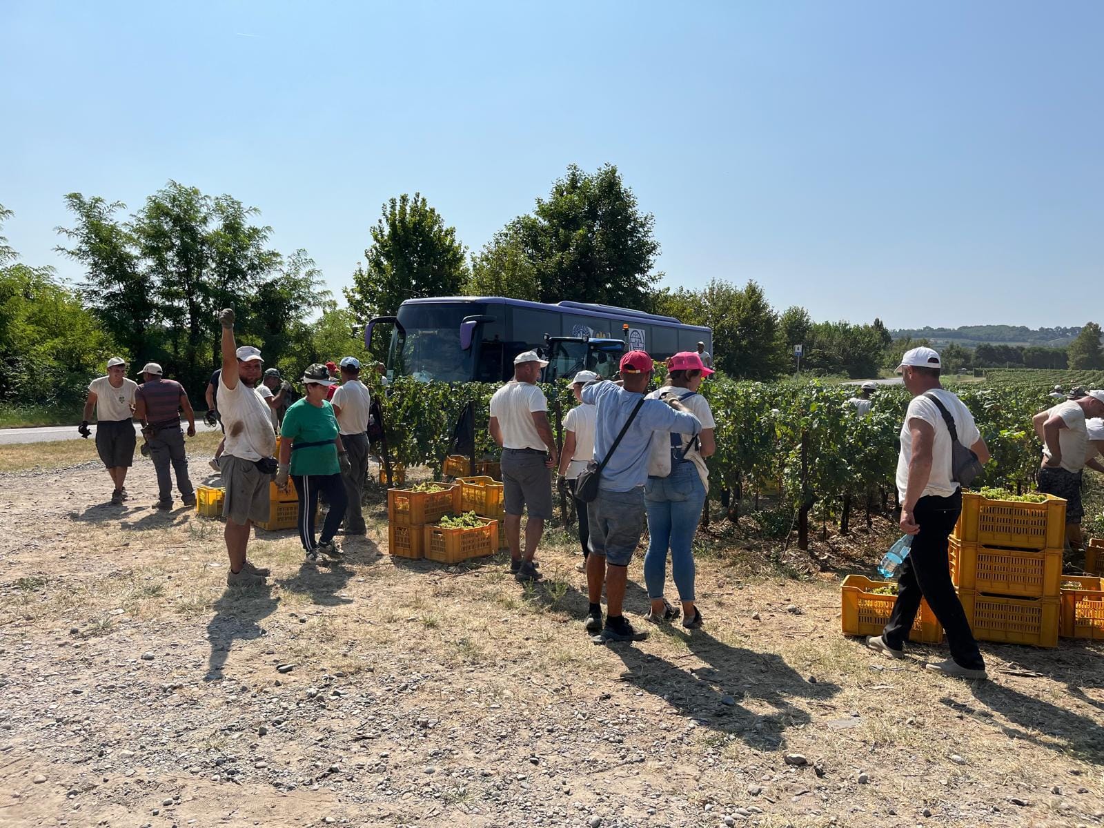 3 Fai Vendemmia