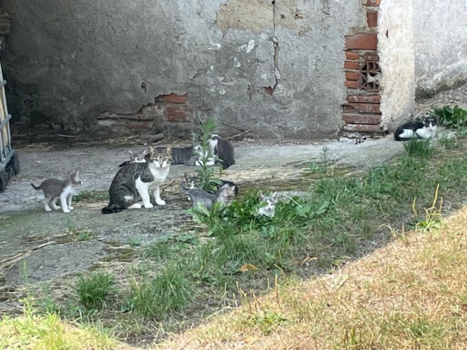 Avvelenati 30 gatti ad Adro: c’è bisogno di aiuto
