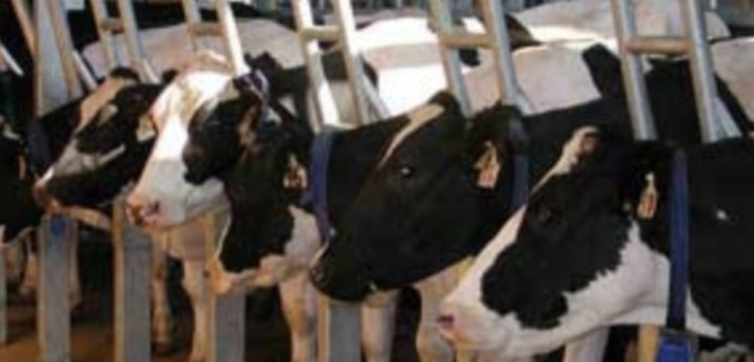 Blue Tongue: quali sono i comuni bresciani che rientrano nella “area di buffer”