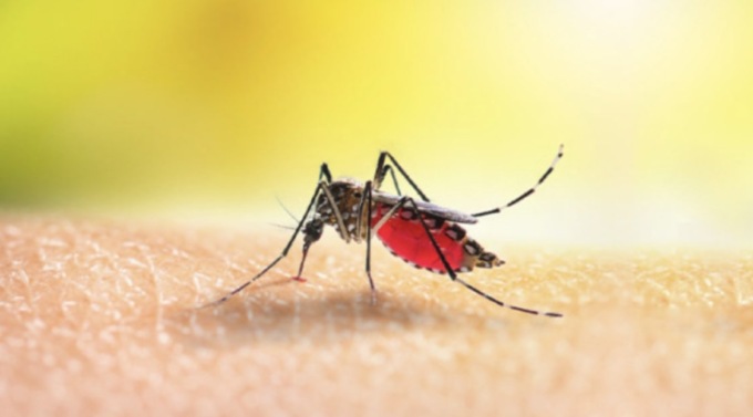 Sospetto caso di Dengue a Brescia: al via oggi un capillare intervento anti zanzare