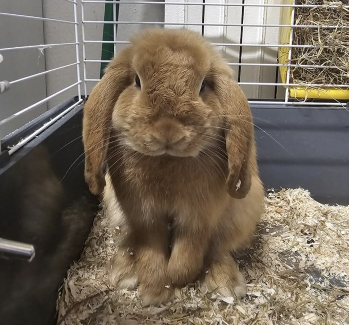 Coniglio abbandonato fuori dalla stazione della Metro, recuperato da Enpa Brescia