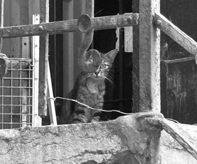 Enpa Brescia: recuperati 83 gatti, vivevano in un appartamento in città