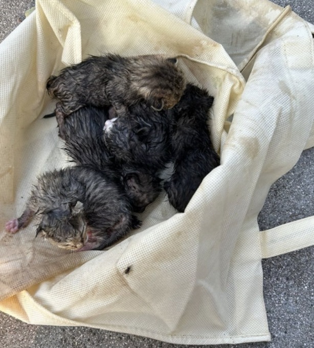 Gattini abbandonati a Brescia, trovati e presi in carico dai volontari