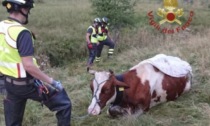 Mucca cade in una buca del torrente Valgrande, salvata dai Vigili del Fuoco