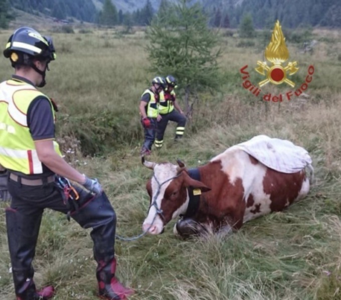 Mucca cade in una buca del torrente Valgrande, salvata dai Vigili del Fuoco