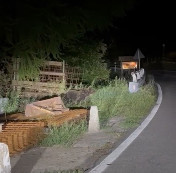 Orso nel Bresciano: ultimo avvistamento a Cimbergo