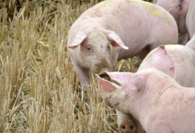 Peste suina africana, si aggrava la situazione: questa mattina convegno online di Confagricoltura Brescia