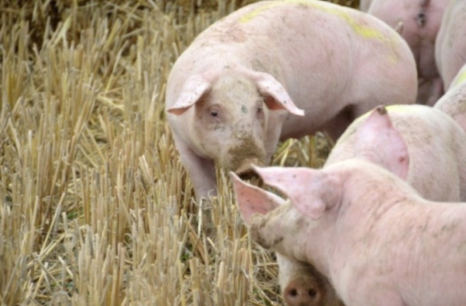 Peste Suina Africana: si riunisce la consulta per affrontare le tematiche urgenti del settore