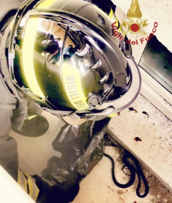 Trovano un rettile in casa, l’intervento dei Vigili del Fuoco