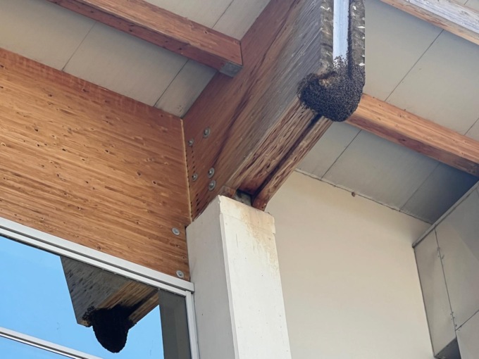 Pompieri ed autoscala per “salvare” un alveare a dodici metri d’altezza