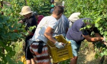 Franciacorta, al via oggi la vendemmia