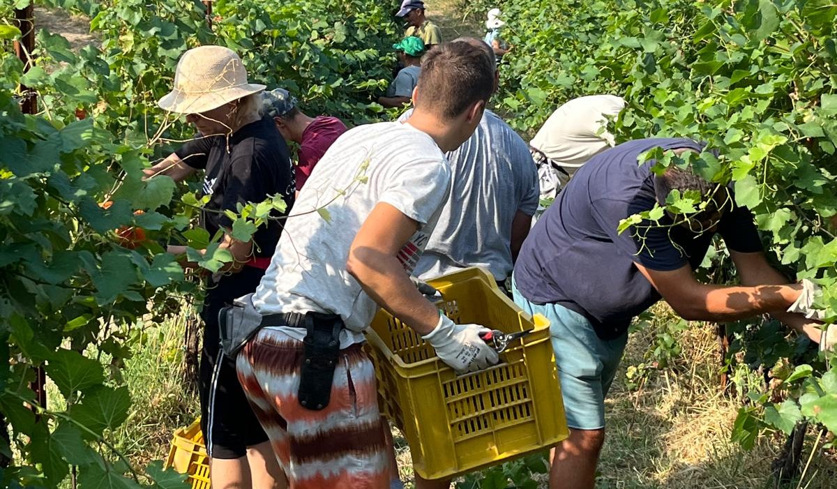 vendemmia alla santissima di gussago (4)